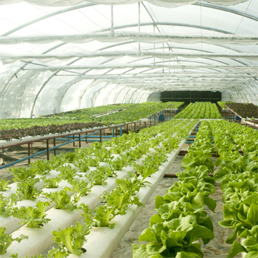 科莱恩Clariant光稳定剂CESA®-light