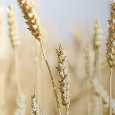 科莱恩Clariant表面活性剂Genapol X 080