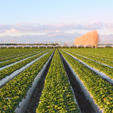 科莱恩Clariant光稳定剂Hostavin® N 30 pills