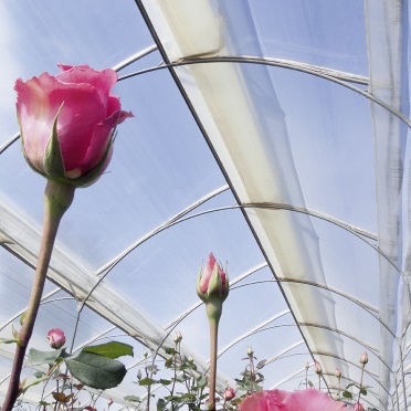 科莱恩Clariant光稳定剂AddWorks® AGC 102 G