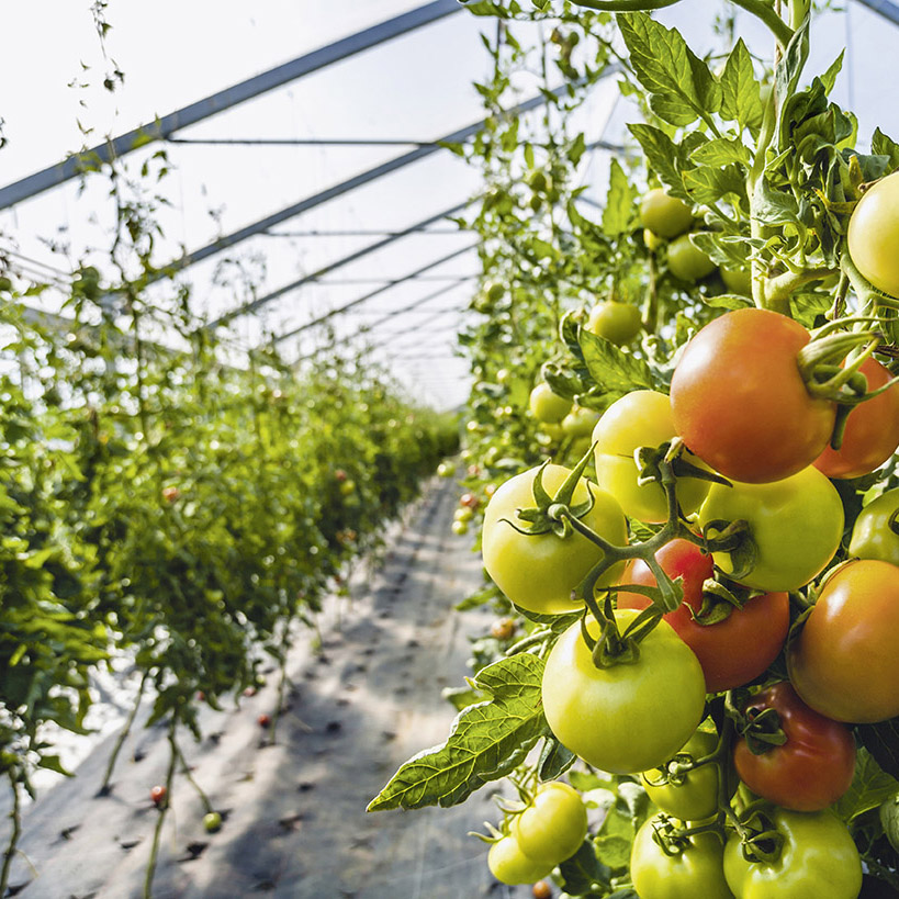 科莱恩Clariant光稳定剂AddWorks® AGC 104 G