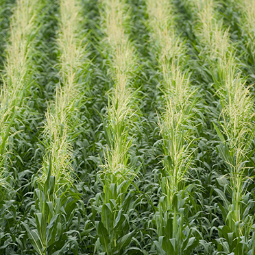 科莱恩Clariant分散剂Dispersogen PG