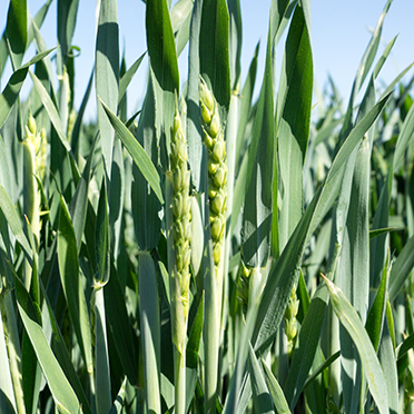 科莱恩Clariant分散剂Dispersogen PSL 100